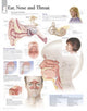 Book cover of: Ear, Nose & Throat Laminated Poster