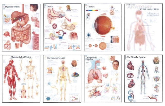 Book cover of: Human Anatomy Chart Pack