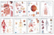 Book cover of: Human Anatomy Chart Pack