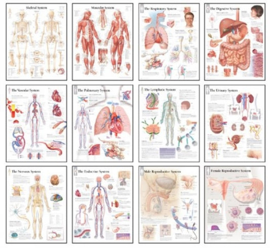 Book cover of: Body Systems Chart Set
