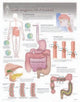 Book cover of: Digestive Process Laminated Poster