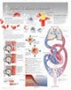 Book cover of: Blood & Blood Pressure Laminated Poster