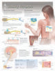 Book cover of: Sensory Receptors Laminated Poster