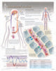 Book cover of: Hormonal Action Laminated Poster