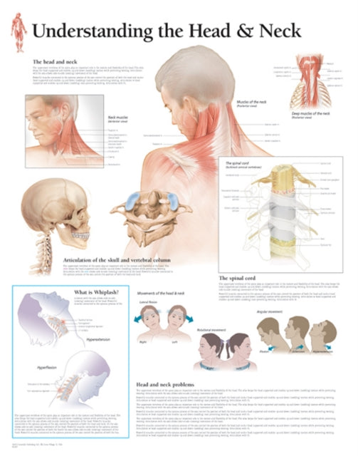 Book cover of: Understanding the Head & Neck Paper Poster