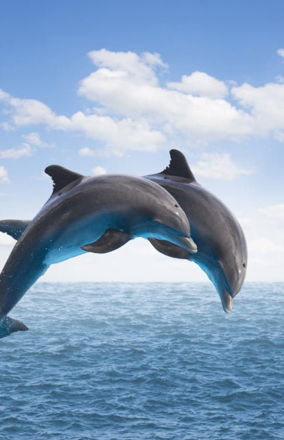 Book cover of: Dolphins Blank Journal. By: Adventure Publications