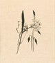Book cover of: Refuge. By: Gasparotto MANCUSO