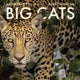 Book cover of: 2026 Big Cats Wall Calendar